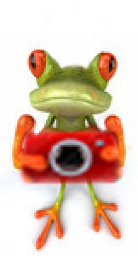 frog with camera